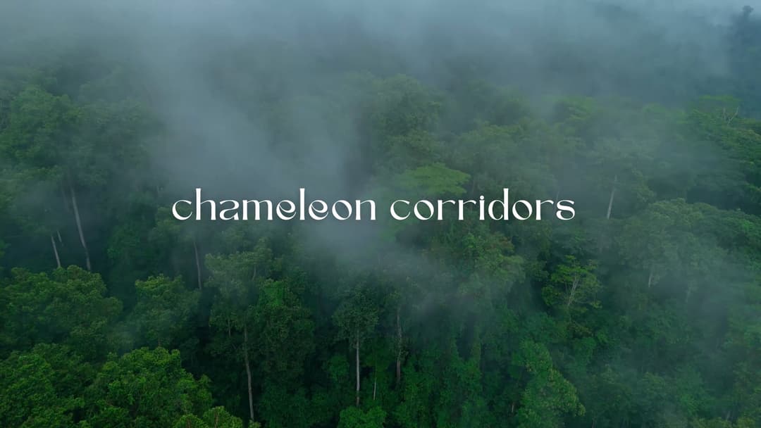 Chameleon Corridors